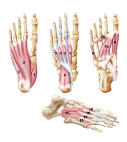 Fisioterapia Fisioterapia